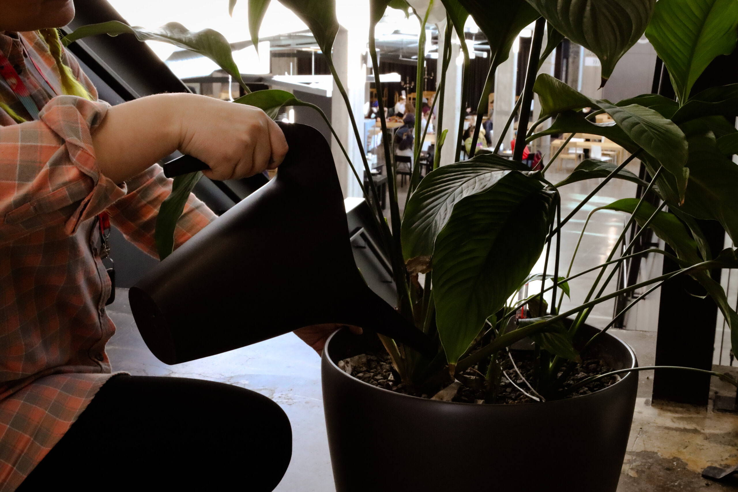 Henkilö kastelee viherkasvia Arabian kampuksella.