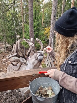 Feeding a reindeer