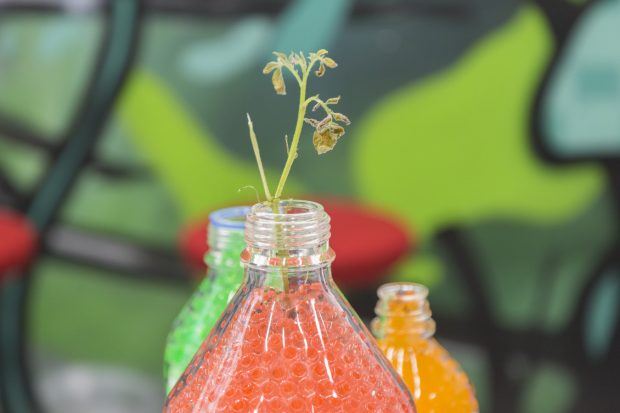 Värikäs oranssi-vihreä kuvaa pientä taimea keinotekoisessa kasvatusaineessa läpinäkyvässä pullossa
