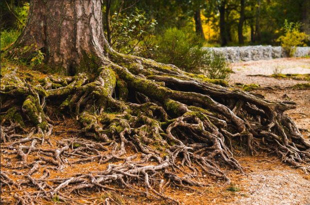 Vanhan havupuun maanpäällistä juurakkoa.