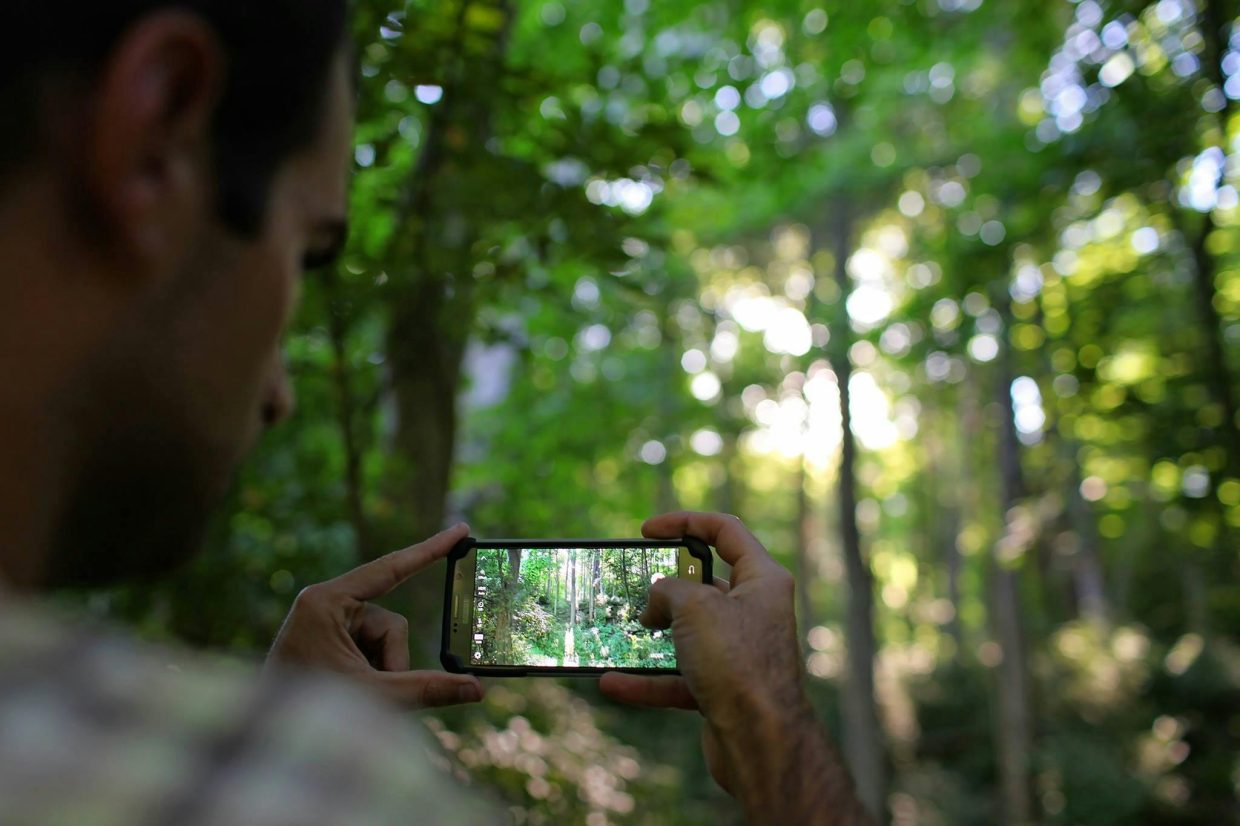 Forest in the background, a cellphone screen taking picture of the forest in the middle.