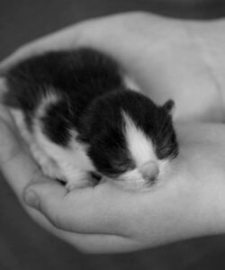 Lampikari kuva blogiin